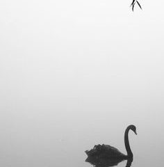 Esencia