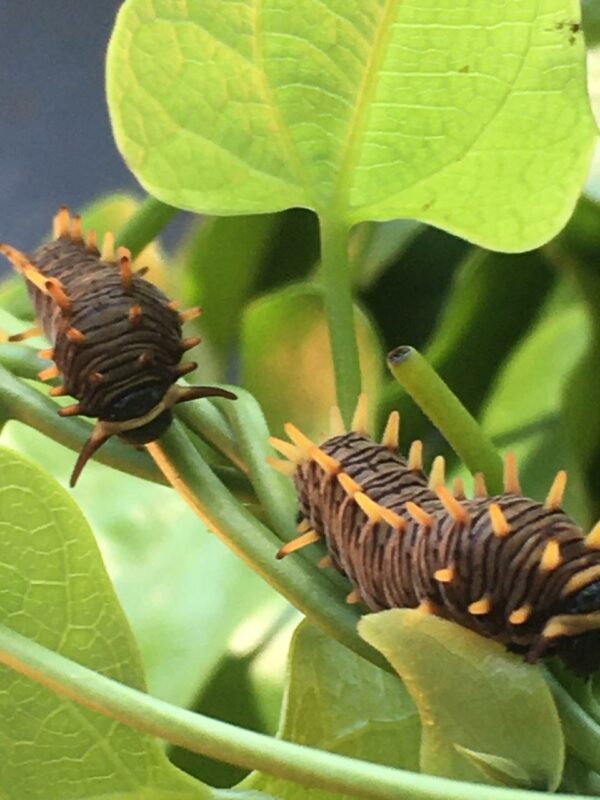 mariposario