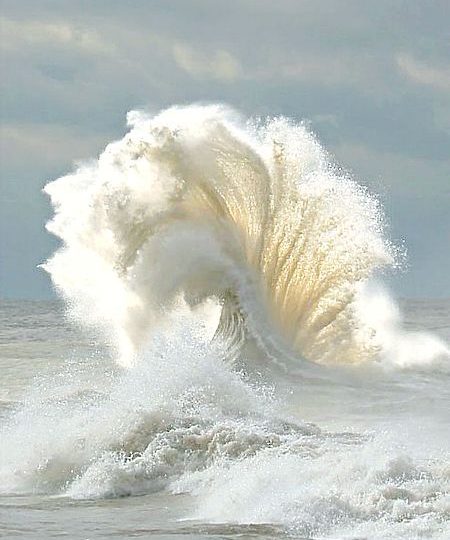 las alas del mar las alas del mar