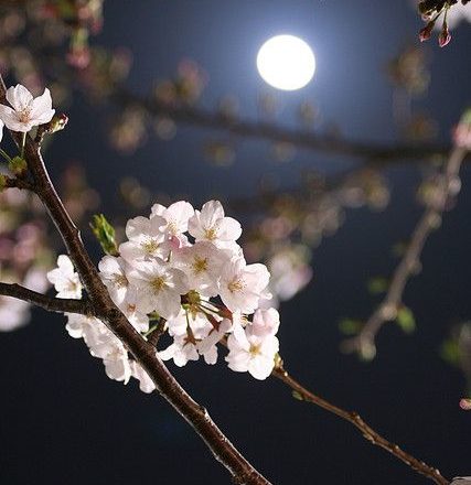 noche