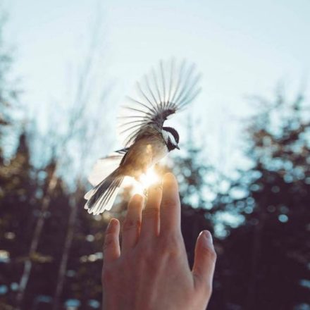 el cantar de las aves