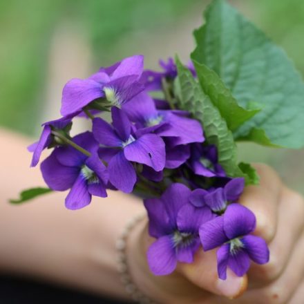 violeta