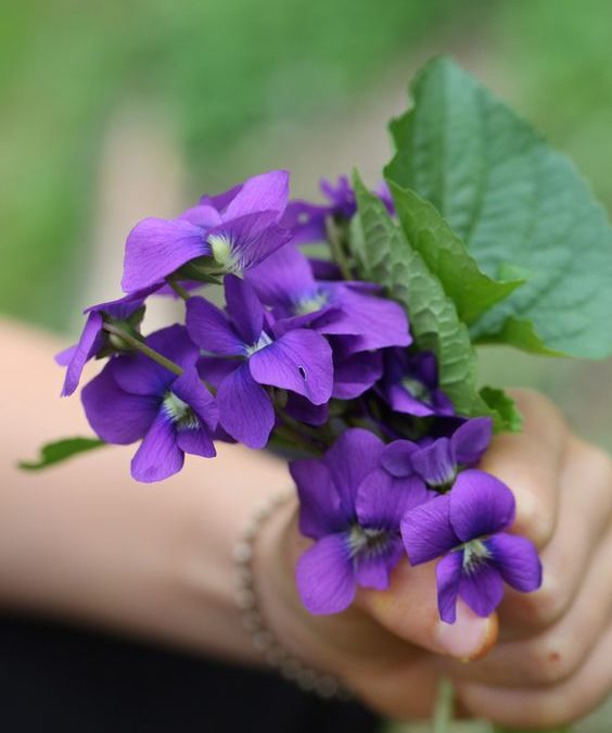 violeta violeta